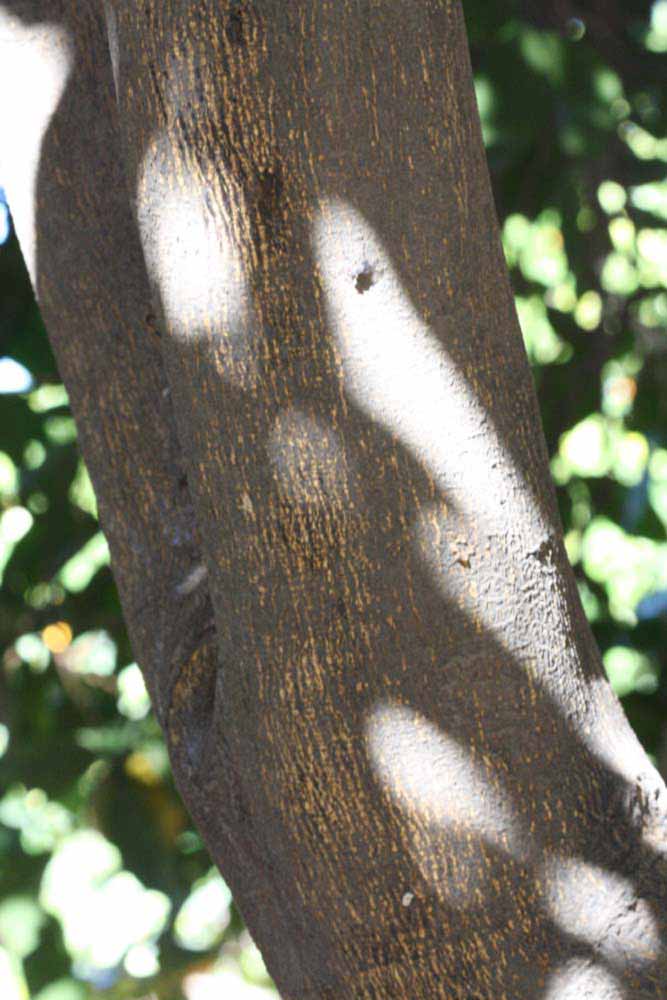              Bark (Riverside, CA)       